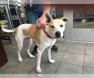 Labrador Retriever Dogs for adoption in San Antonio, TX, USA
