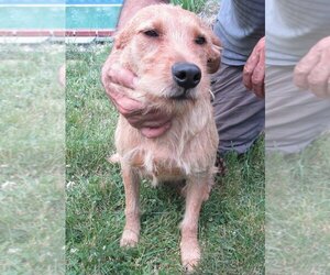 Irish Terrier-Labrador Retriever Mix Dogs for adoption in Grovertown, IN, USA