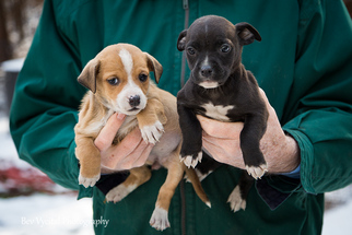 Chiweenie Dogs for adoption in Clarkesville, GA, USA