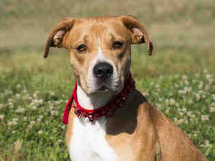 Boxador Dogs for adoption in Forestville, MD, USA