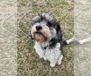 Havachon Dogs for adoption in Front Royal, VA, USA