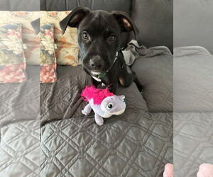 Labrador Retriever-Unknown Mix Dogs for adoption in Royal Palm Beach, FL, USA