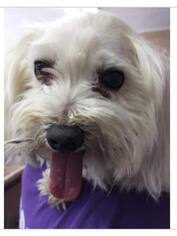 Maltese Dogs for adoption in Newport, KY, USA