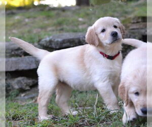 Golden Retriever Dogs for adoption in Germanton, TN, USA