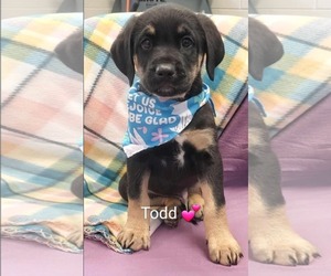 German Shepherd Dog-Unknown Mix Dogs for adoption in SHERBURNE, NY, USA
