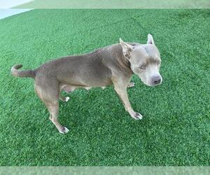 American Staffordshire Terrier-Unknown Mix Dogs for adoption in Grand Prairie, TX, USA