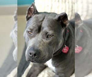 American Staffordshire Terrier-Unknown Mix Dogs for adoption in Atlanta, GA, USA