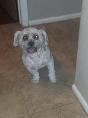 Shih Tzu Dogs for adoption in Peoria, AZ, USA