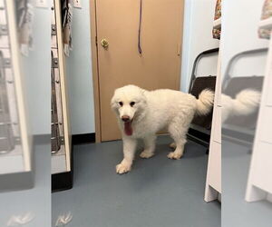 Samoyed Dogs for adoption in London, Ontario, Canada