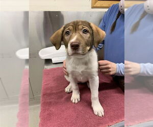 Labsky Dogs for adoption in Fairbanks, AK, USA