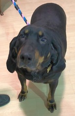 Black and Tan Coonhound Dogs for adoption in Rockaway, NJ, USA