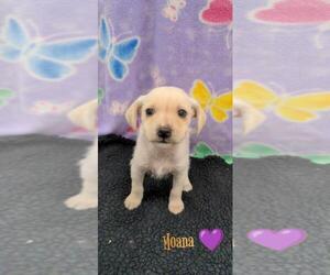 Malchi Dogs for adoption in Chico, CA, USA