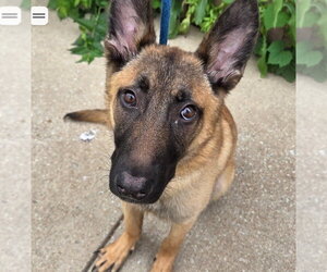 Mutt Dogs for adoption in Imlay City, MI, USA