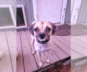 Pug-Unknown Mix Dogs for adoption in Sequim, WA, USA
