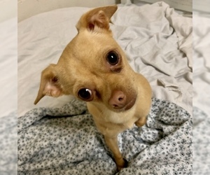 Chihuahua Dogs for adoption in Richmond, VA, USA