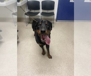 Rottweiler Dogs for adoption in Bakersfield, CA, USA