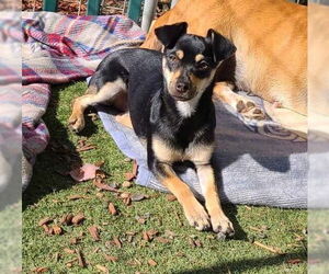 Chihuahua-Unknown Mix Dogs for adoption in Santa Rosa, CA, USA