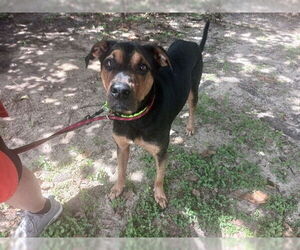 German Shepherd Dog-Unknown Mix Dogs for adoption in Ocala, FL, USA