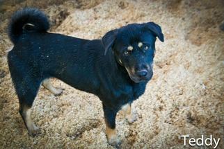 Medium Photo #1 German Shepherd Dog Puppy For Sale in Jackson, MS, USA