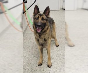 German Shepherd Dog Dogs for adoption in Kansas City, MO, USA