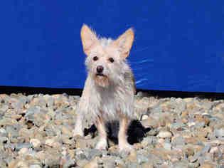 Medium Photo #1 Wapoo Puppy For Sale in Fairfield, CA, USA