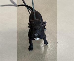 Labrador Retriever-Unknown Mix Dogs for adoption in Fort Lauderdale, FL, USA