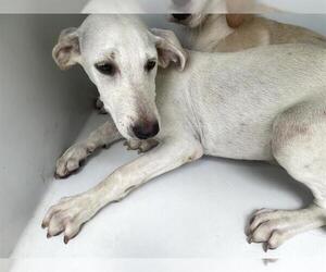 Labrador Retriever Dogs for adoption in Houston, TX, USA