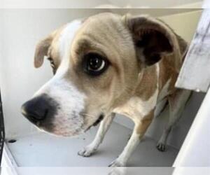 Pointer-Unknown Mix Dogs for adoption in Houston, TX, USA