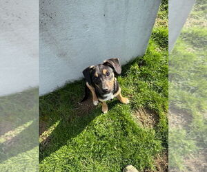 Beagle-Unknown Mix Dogs for adoption in Aurora, IN, USA
