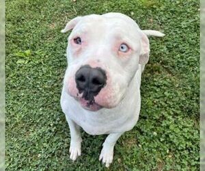 American Bulldog-Unknown Mix Dogs for adoption in Sistersville, WV, USA