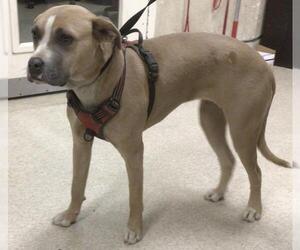 American Pit Bull Terrier-Unknown Mix Dogs for adoption in Riverside, CA, USA