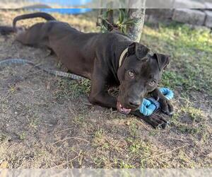 Labrador Retriever-Unknown Mix Dogs for adoption in Ocala, FL, USA