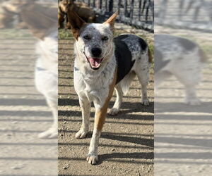 Mutt Dogs for adoption in Riverside, CA, USA