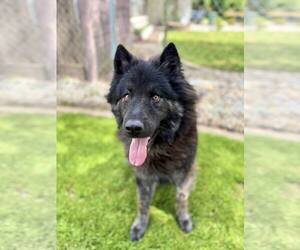 Chow Chow-Dutch Shepherd  Mix Dogs for adoption in Visalia, CA, USA