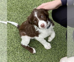 Brittany Dogs for adoption in Curwensville, PA, USA