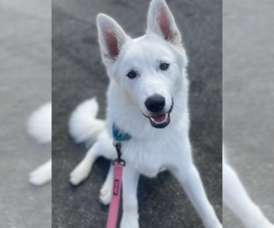 Samoyed-white german shepherd Mix Dogs for adoption in Newport Beach, CA, USA