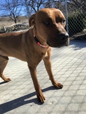 Boxer Dogs for adoption in Lewisburg, WV, USA