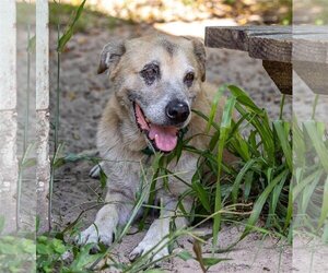 Retriever -Unknown Mix Dogs for adoption in Inverness, FL, USA