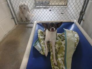 Chihuahua Dogs for adoption in Naples, FL, USA