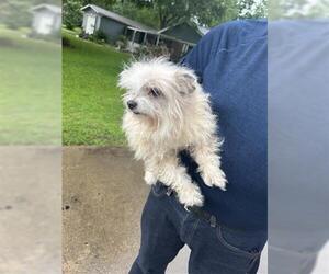 Shih Tzu-Unknown Mix Dogs for adoption in Houston, TX, USA