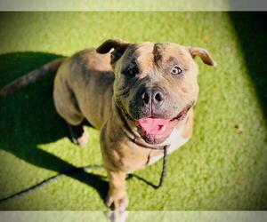 American Bulldog Dogs for adoption in Orlando, FL, USA