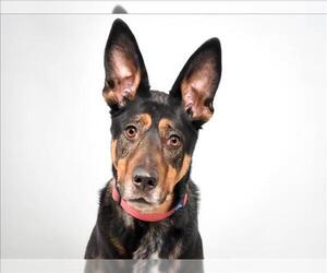 German Shepherd Dog-Unknown Mix Dogs for adoption in Fort Collins, CO, USA