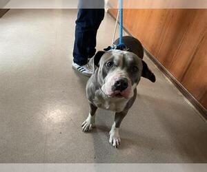 American Pit Bull Terrier-Unknown Mix Dogs for adoption in Pasadena, CA, USA