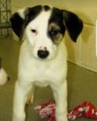 Medium Photo #1 Border-Aussie Puppy For Sale in Chichester, NH, USA