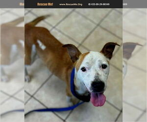 American Staffordshire Terrier Dogs for adoption in Benton, PA, USA