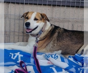 Mutt Dogs for adoption in Encino, CA, USA