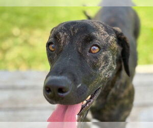 American Pit Bull Terrier Dogs for adoption in Tulsa, OK, USA