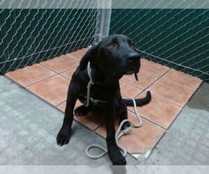Labrador Retriever-Unknown Mix Dogs for adoption in Downey, CA, USA