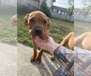 American Pit Bull Terrier-American Staffordshire Terrier Mix Dogs for adoption in Wenonah, NJ, USA