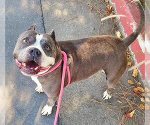 American Pit Bull Terrier-Unknown Mix Dogs for adoption in Sacramento, CA, USA